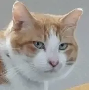 さだはる3号の画像