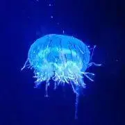 tygnkfの画像