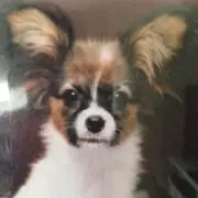 ヤヤ