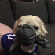 たけ
