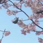 38komakoの画像