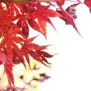 maaaの画像