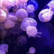 まっちゃんの画像