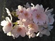 Sachi