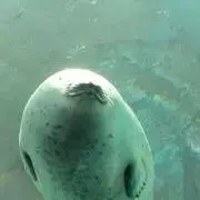 Makoの画像