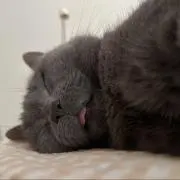 まりくんの画像