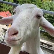 ヤギの画像