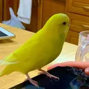 ねーねの画像