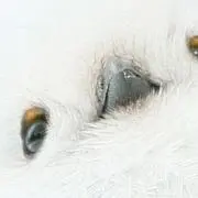 ゆきのおせちの画像