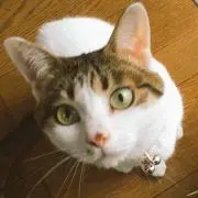 Rinの画像