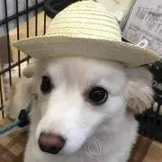 そちそちろー