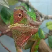 ほーにょの画像