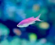 ピンクの魚の画像