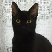 ゆー