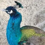 beの画像