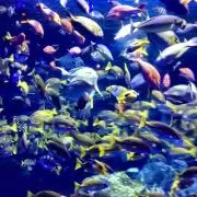 はちみつぷーの画像