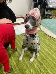 あんかぼすもの画像