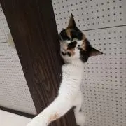 いよまるの画像