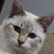 チャケル