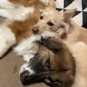 のんちゃんの画像