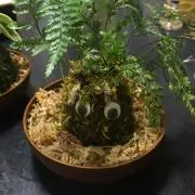 ちなちな