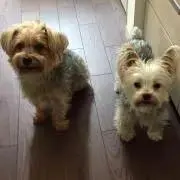 りまこ
