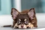 らいの画像