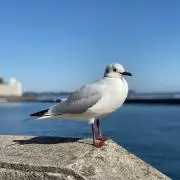 mitの画像
