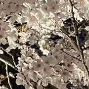 sakuraの画像