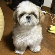はばつ