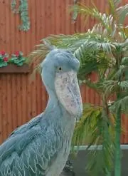タフの画像