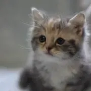 あず