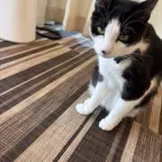 ピッピこの画像
