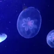 nm【即購入OK⭐︎】の画像