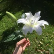 Liliaの画像