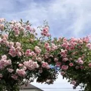 kkeeの画像