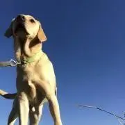 らむね