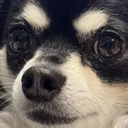 もっこんぱの画像