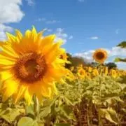 ひまわり