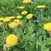 めいこ / 即購入OKの画像
