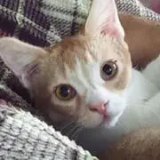 食いしん坊にゃんこ