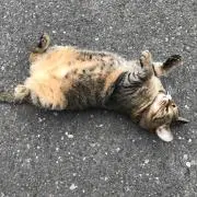 ミチトキの画像