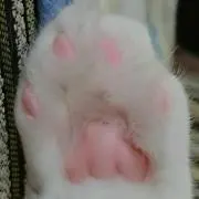 MAMEの画像