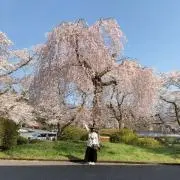 桜