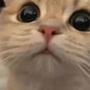 ぴょん