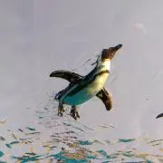 ペンギンママ