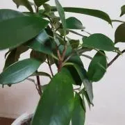がじゅまるの画像