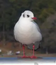 ゆりかもめの画像