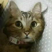 タームー
