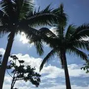 conipichiの画像